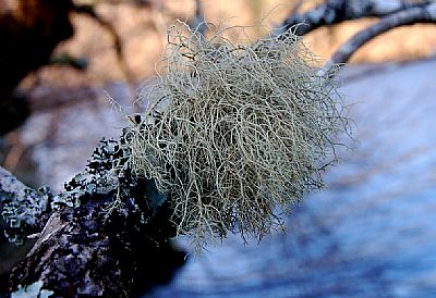 lichen