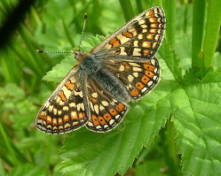 marsh fritillary butterfly