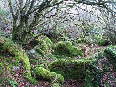 ancient woodland