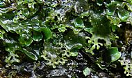 liverwort